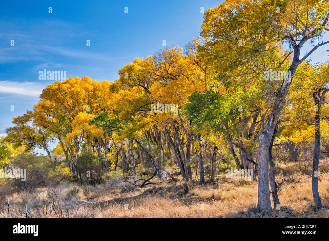 Bosque ribereño de árboles de álamo de algodón Fremont, Área de Conservación Nacional Riparia de San Pedro, cerca de Sierra Vista, Arizona, Estados Unidos Foto de stock