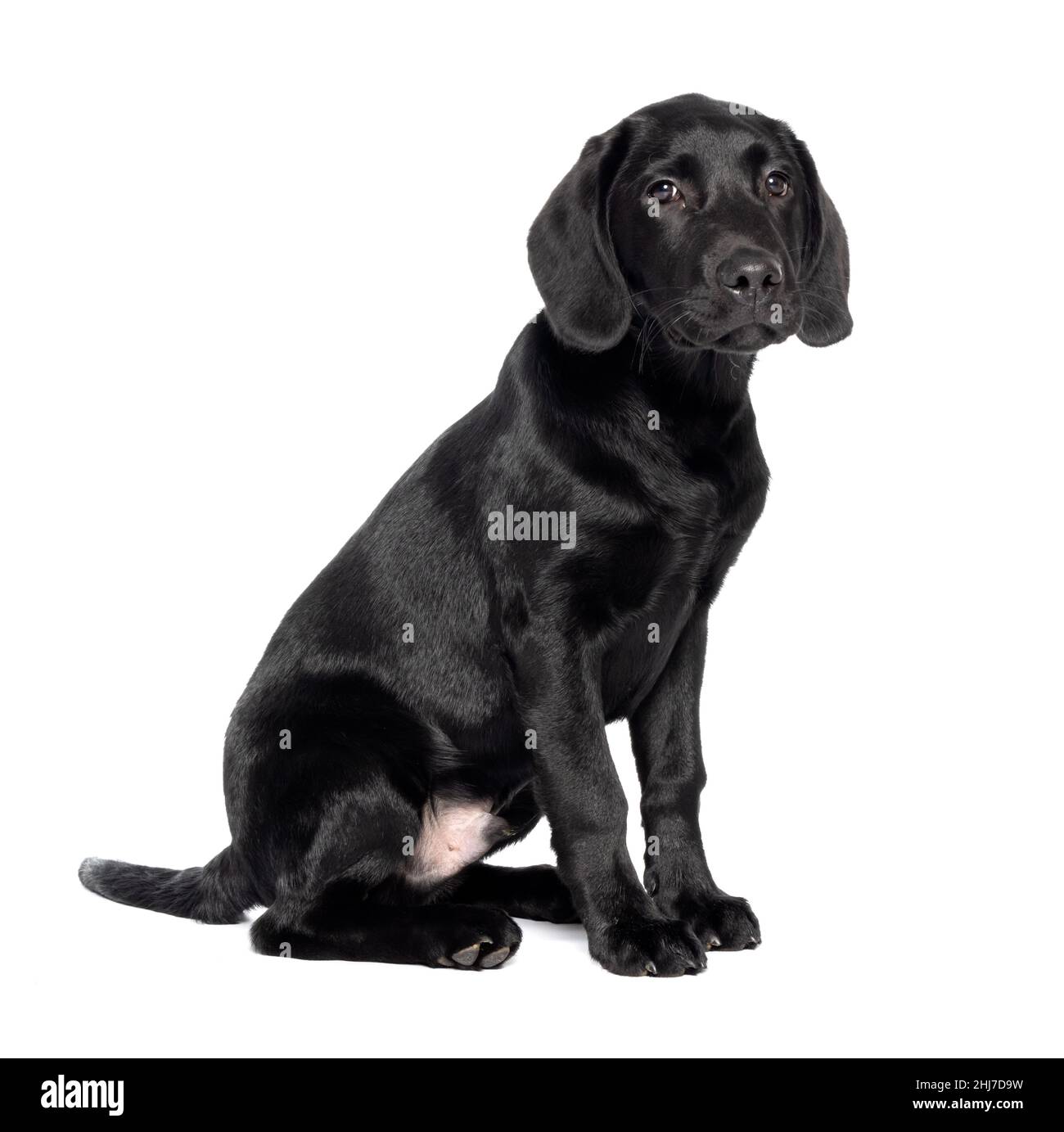 Old black labrador sitting on fotografías e imágenes de alta resolución -  Alamy