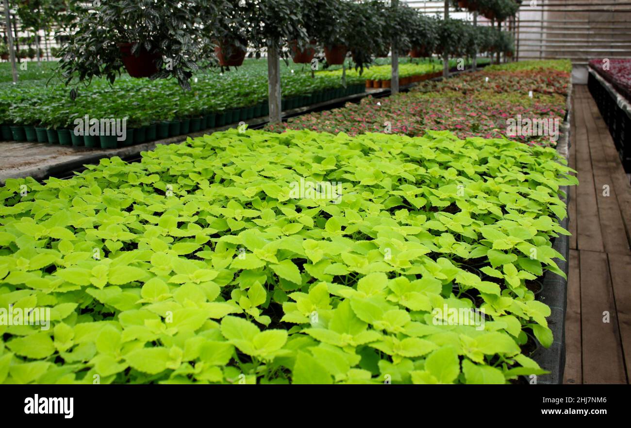 Muchos brotes de coleos verde brillante en primer plano, un poco más lejos - coleos coloridos en ollas. Plantas en crecimiento en un invernadero. Foto de stock