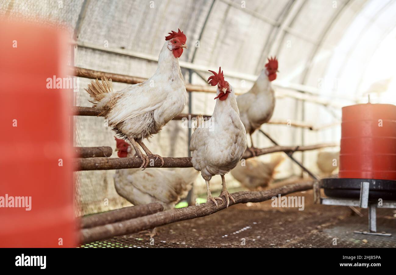 tabla de corte vieja con madera quemada y dibujo coloreado un gallo cuelga  en un clavo en la pared de madera de tablón. artesanía de bricolaje para  niños Fotografía de stock 