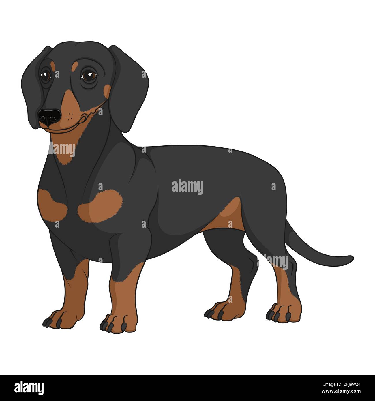 Ilustración en color con perro dachshund negro y marrón. Objeto vectorial aislado sobre fondo blanco. Ilustración del Vector