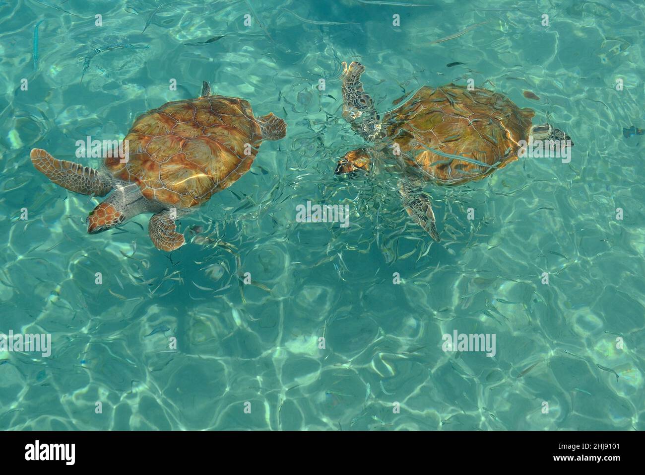 Grüne Meeresschildkröte, Suppenschildkröte, tortuga verde, Chelonia mydas, Curacao Foto de stock