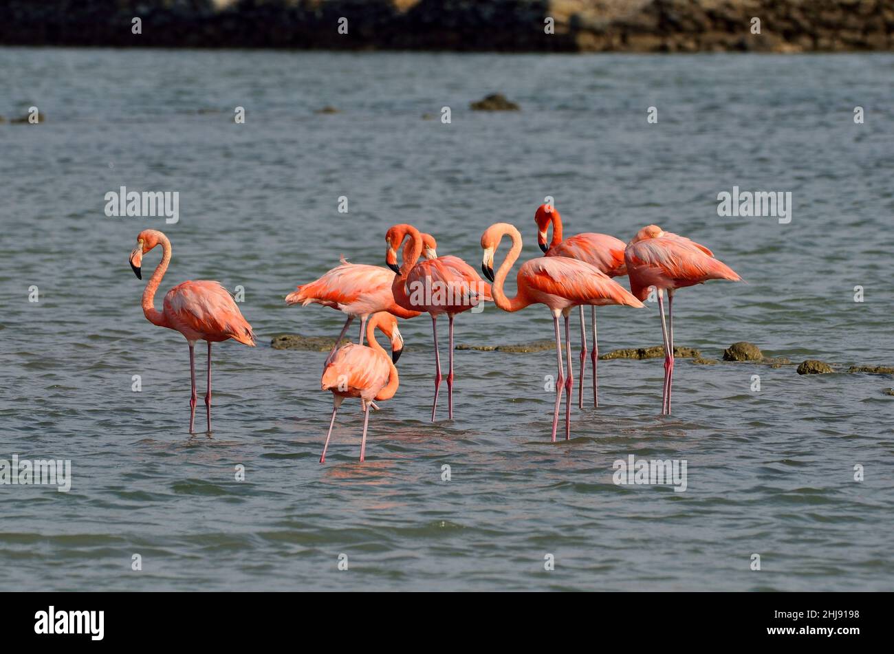 Kuba-Flamingo, Karibik-Flamingo, Flamingo caribeño, Flamingo americano, Phoenicopterus ruber, Jan Kok Saline, Sint Willibrordus, Curacao Foto de stock