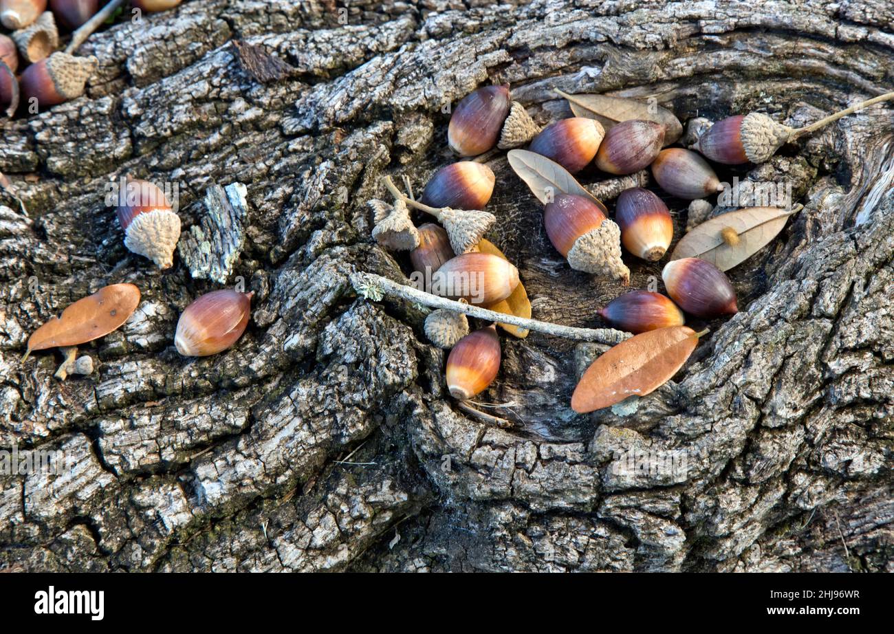 Bellotas caídas contra la corteza de roble vivo costero 'Quercus virginiana', Texas. Foto de stock