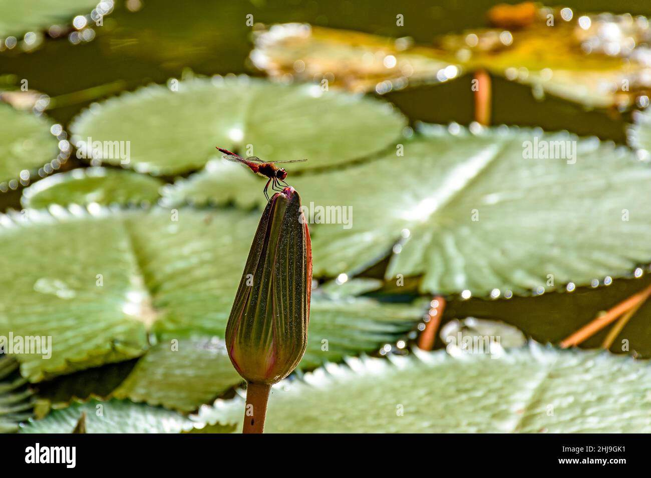 Dragonfly encaramado en la planta acuática típica amazónica a punto de florecer Foto de stock