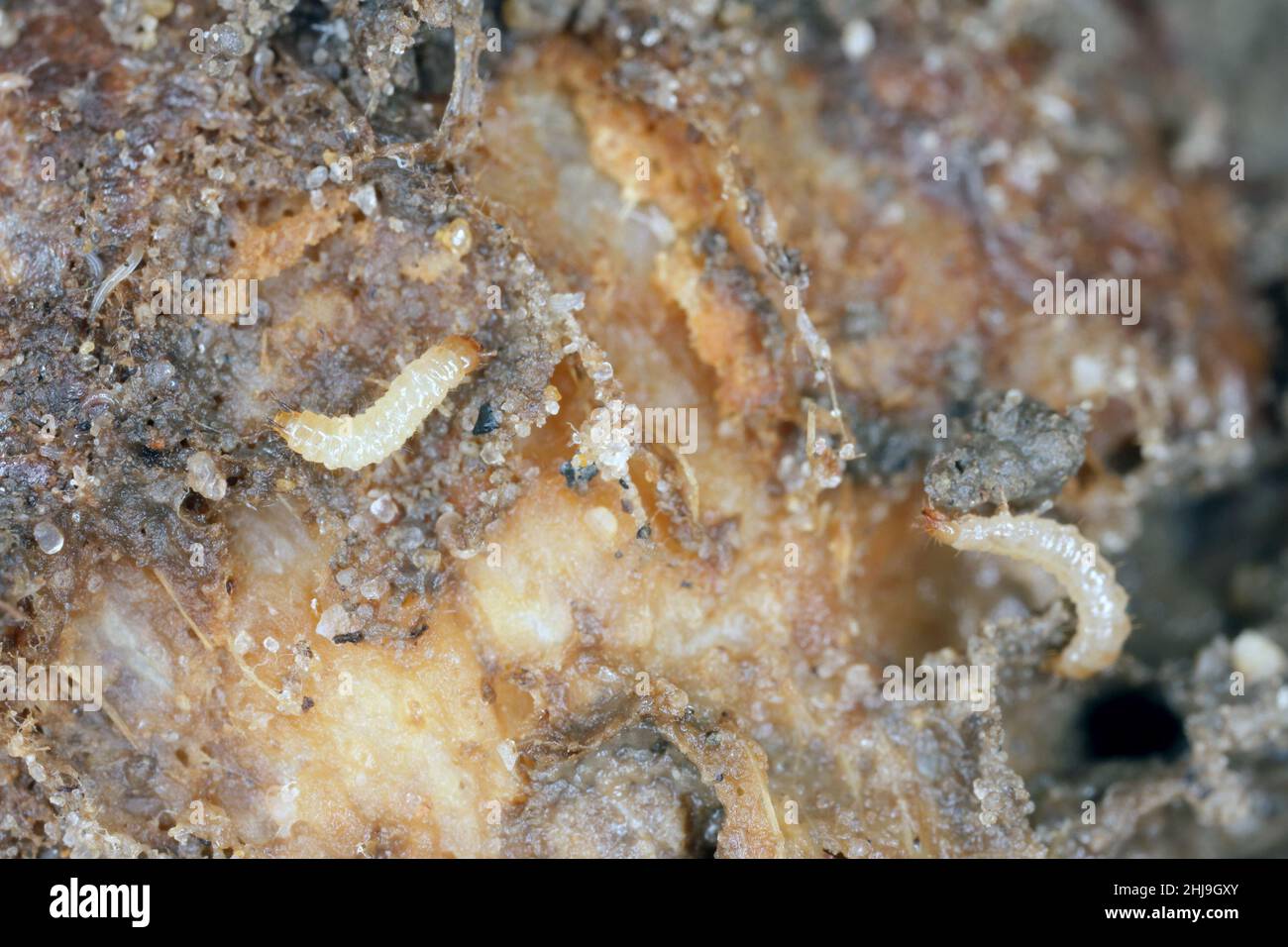 Cebolla dañada por enfermedad fúngica causada por Fusarium oxysporum. Causa la putrefacción de las cebollas en las que aparecen los ácaros y sus enemigos naturales. Foto de stock