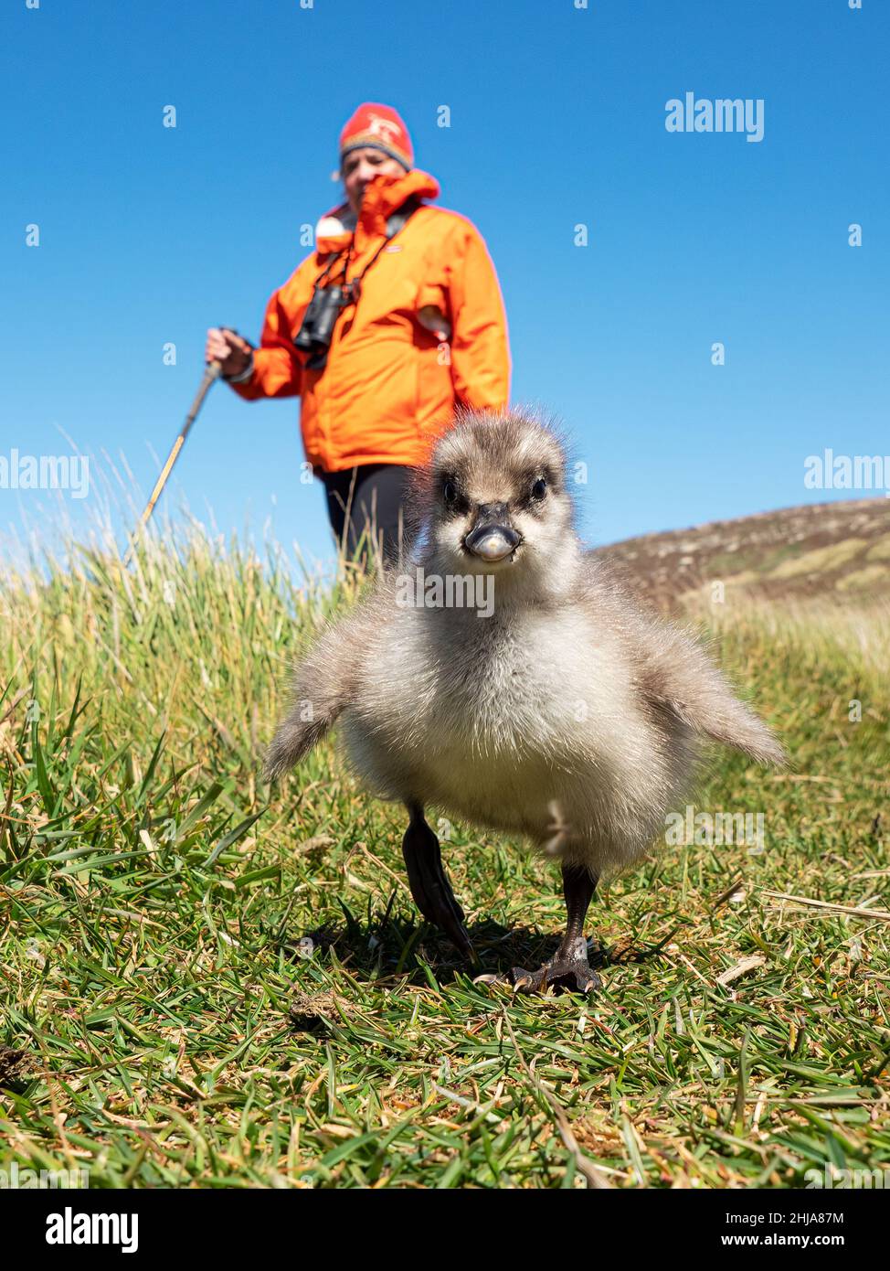 Ganso de tierra alta gosling, Chloephaga picta, con excursionista en Nueva Isla, Islas Malvinas. Foto de stock