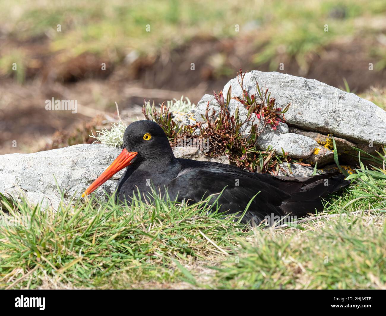 Ostrcatcher negro adulto, Haematopus ater, en un nido en la isla de las Carcass, Islas Malvinas. Foto de stock