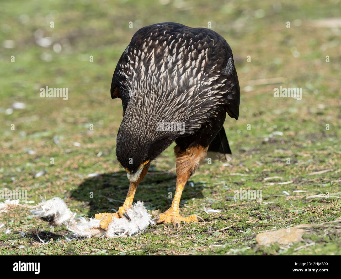 Un adulto stried caracara, Phalcoboenus australis, alimentándose de una polla de pingüino en Nueva Isla, Falklands. Foto de stock