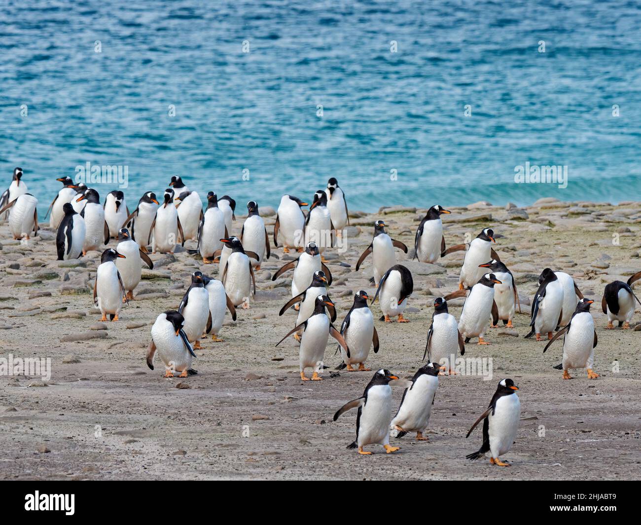 Pingüinos de Gentoo, Pygoscelis papua, llegando a tierra en Nueva Isla, Islas Malvinas. Foto de stock