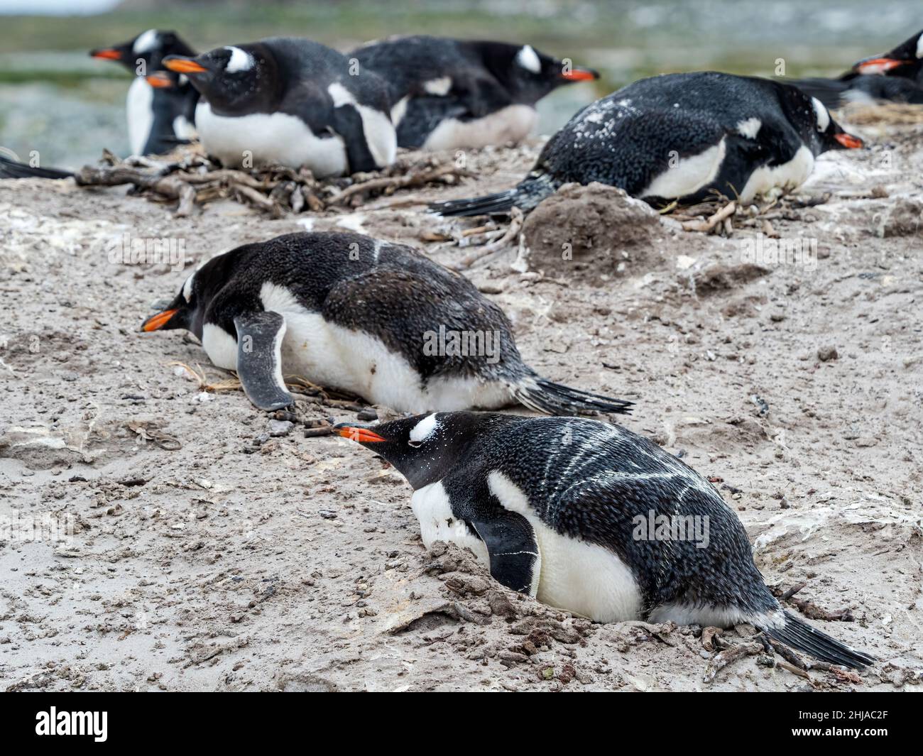 Pingüinos de Gentoo, pygoscelis papua, en el sitio de anidación de Bull Point, East Island, Falklands. Foto de stock