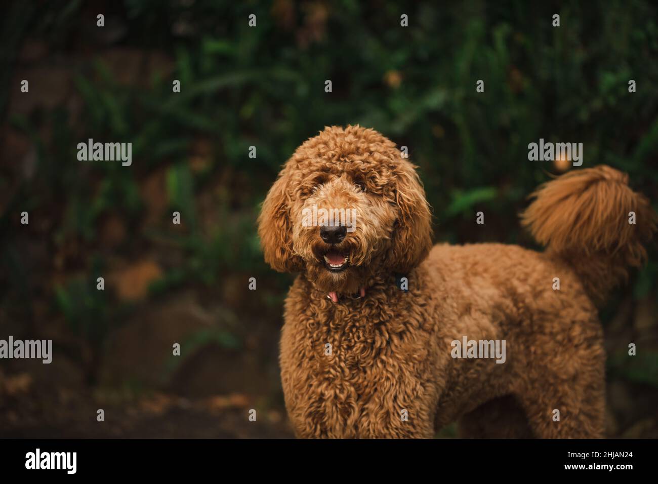 Joven perro de raza mixta Groodle, también conocido como Golden Doodle  (Poodle Golden Retriever Cross), en un bonito patio trasero Fotografía de  stock - Alamy