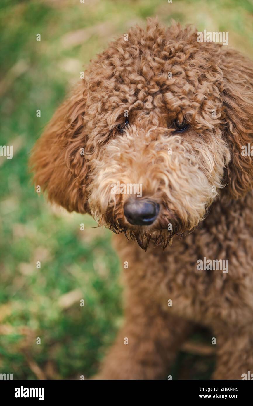Joven perro de raza mixta Groodle, también conocido como Golden Doodle  (Poodle Golden Retriever Cross), en un bonito patio trasero Fotografía de  stock - Alamy