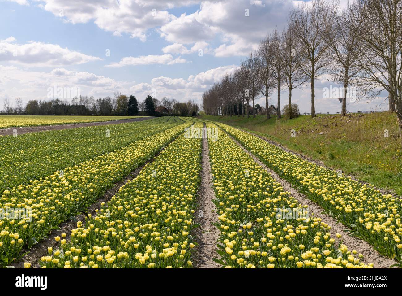 Un campo de tulipán amarillo en flor en un día soleado durante la primavera en Goeree-Overflakkee en los Países Bajos Foto de stock