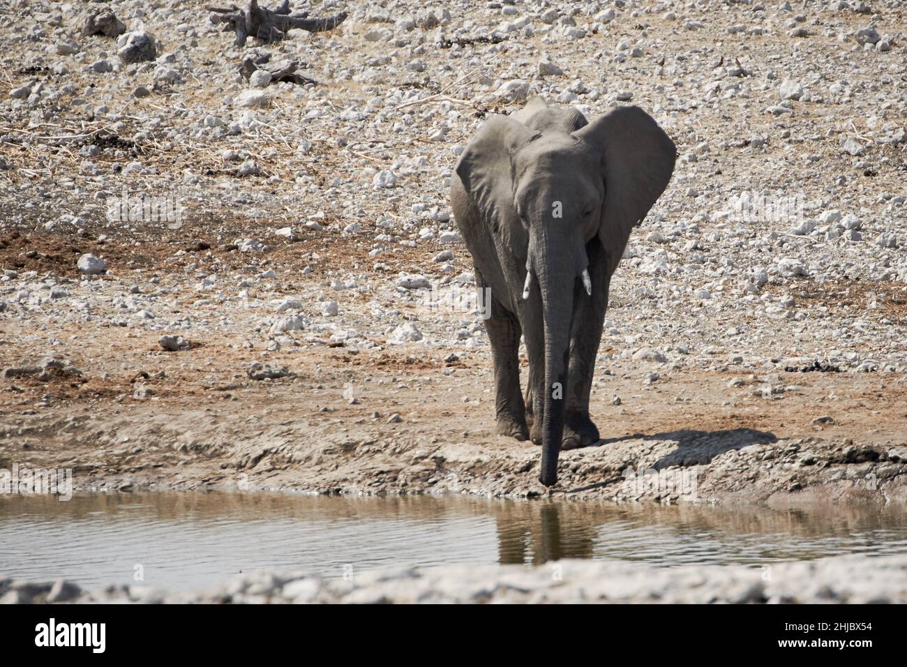 Joven elefante africano bebiendo en la piscina, Parque Nacional Etosha. Fauna y flora africanas y animales salvajes de safari Foto de stock