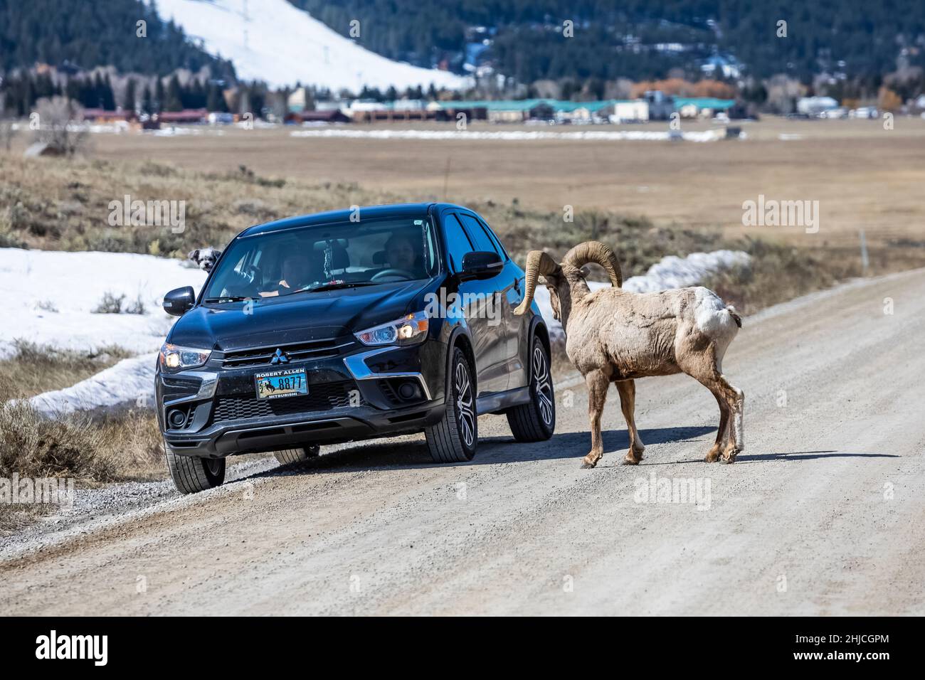 Rocosa Mountain Bighorn Sheep, Ovis canadensis, se acerca un vehículo para lamer la sal de la carretera en National Elk Refuge, Jackson Hole, Wyoming, Estados Unidos [No es apropiado Foto de stock