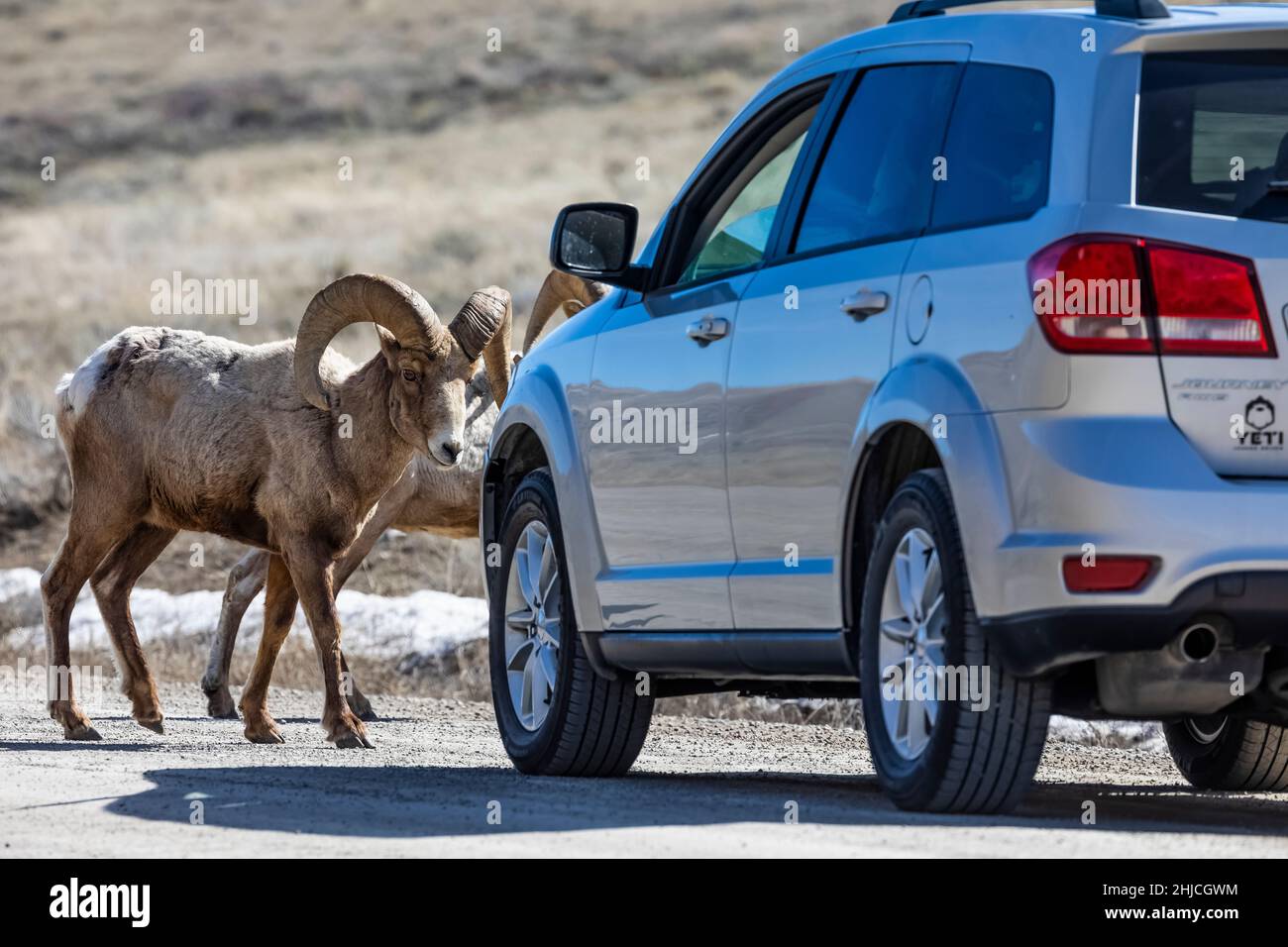 Rocosa Mountain Bighorn Sheep, Ovis canadensis, se acerca un vehículo para lamer la sal de la carretera en National Elk Refuge, Jackson Hole, Wyoming, Estados Unidos [No es apropiado Foto de stock