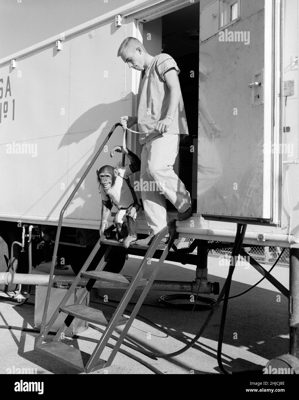 El HAM pasa por la actividad de entrenamiento antes del vuelo de prueba Mercury-Redstone 2. El 31 de enero de 1961, un lanzamiento de Mercury-Redstone desde Cabo Cañaveral llevó al chimpancé, Ham, más de 400 millas de distancia en una trayectoria arqueada que alcanzó un pico de 158 millas por encima de la Tierra. La misión fue exitosa y Ham realizó su tarea de tirar de la palanca bien en respuesta a la luz intermitente. Foto de stock