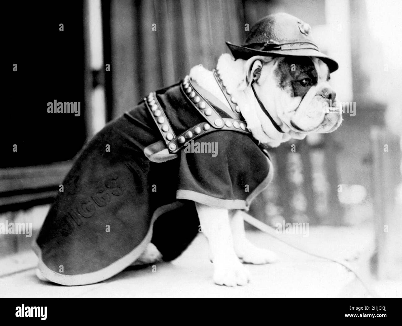 Sargento Jiggs II, alrededor de 1928. Jiggs II (22 de septiembre de 1925 - 30 de marzo de 1937), también conocido como Richard Blanco Silencioso, fue el segundo de una serie de Bulldogs Inglés para servir como mascotas del Cuerpo de Marines de los Estados Unidos. Sucedió a la mascota original, Jiggs, después de la muerte de ese perro en 1927. Ningún fotógrafo acreditado (recortado y limpiado). Foto de stock