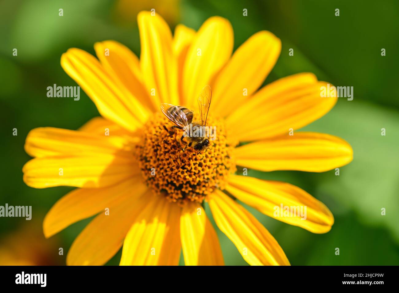 Abeja y flor. Primer plano de una abeja rayada recolectando polen en una flor amarilla en un día soleado y brillante. Una abeja recoge miel de una flor. Foto macro Foto de stock