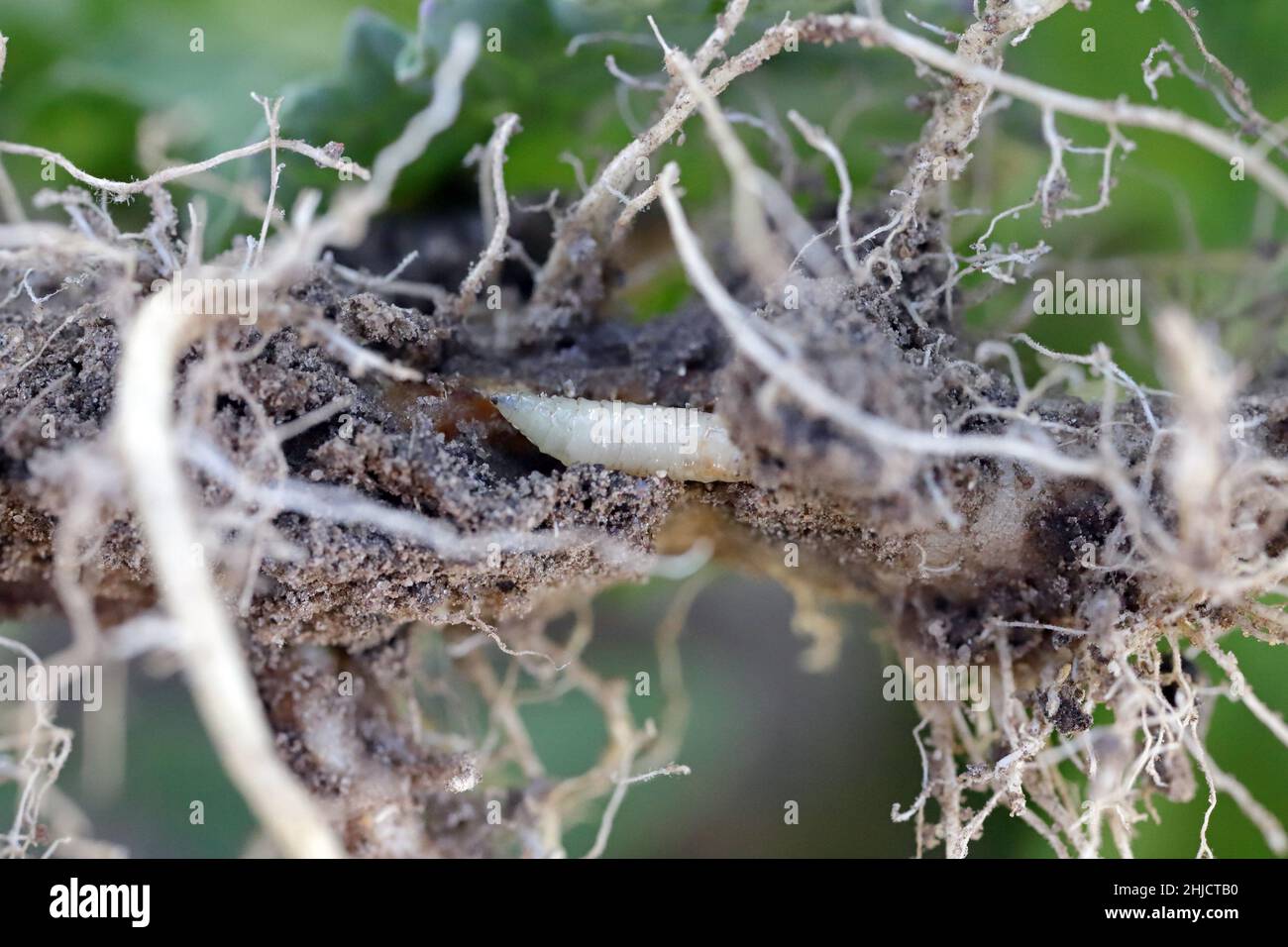 Mosca Col Larva de la mosca de la col (también la mosca de la raíz de la col, la ...