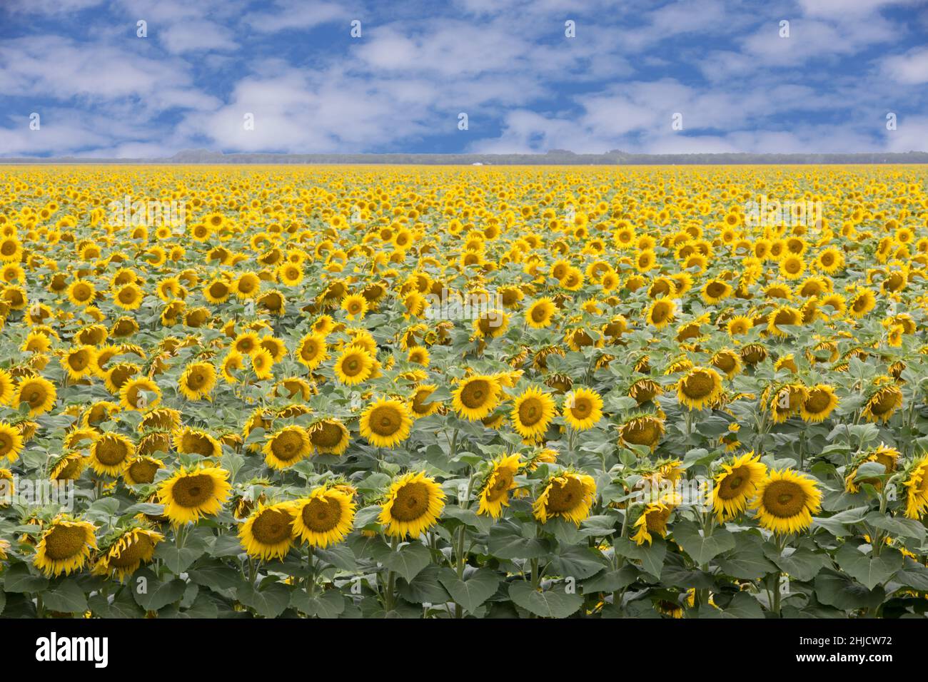 Campo de girasol en Bloom. Dixon, Condado de Solano, California, Estados Unidos. Foto de stock