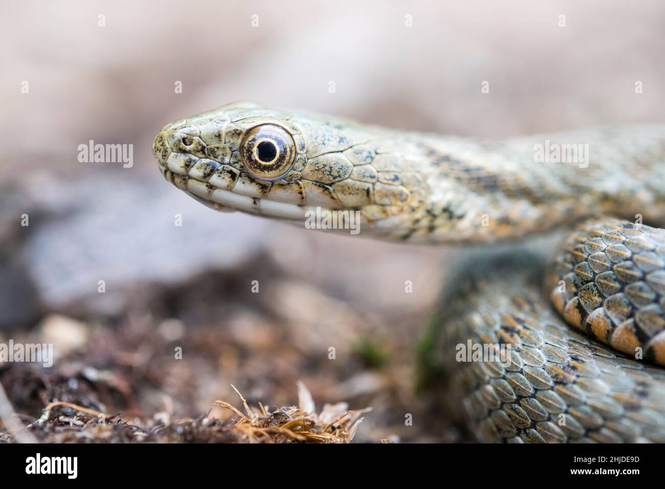Serpiente de dados (Natrix tessellata) serpiente semiacuática de la familia Natricidae. Foto de stock