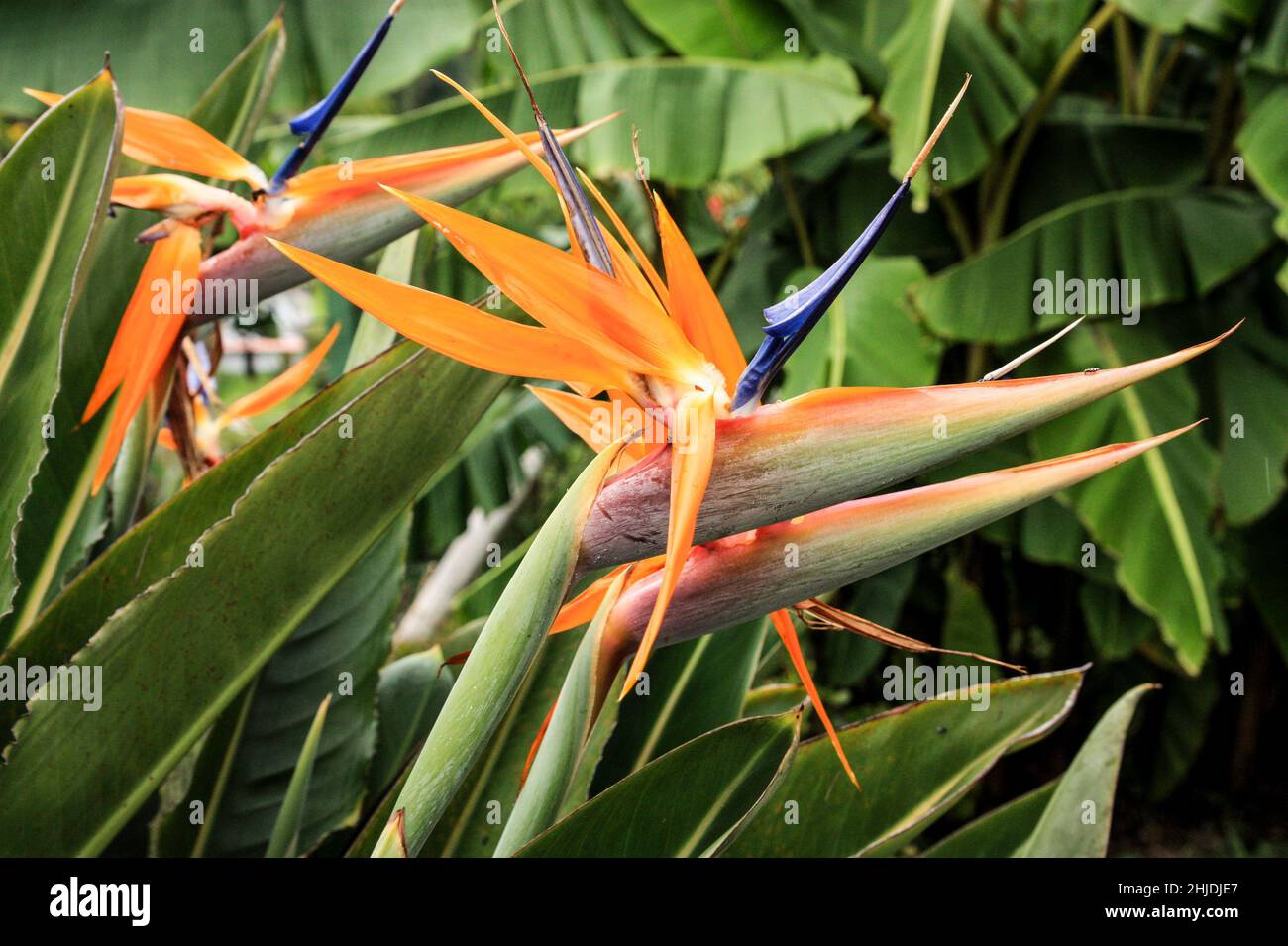 Flor de ave del paraíso naranja fotografías e imágenes de alta resolución -  Página 4 - Alamy