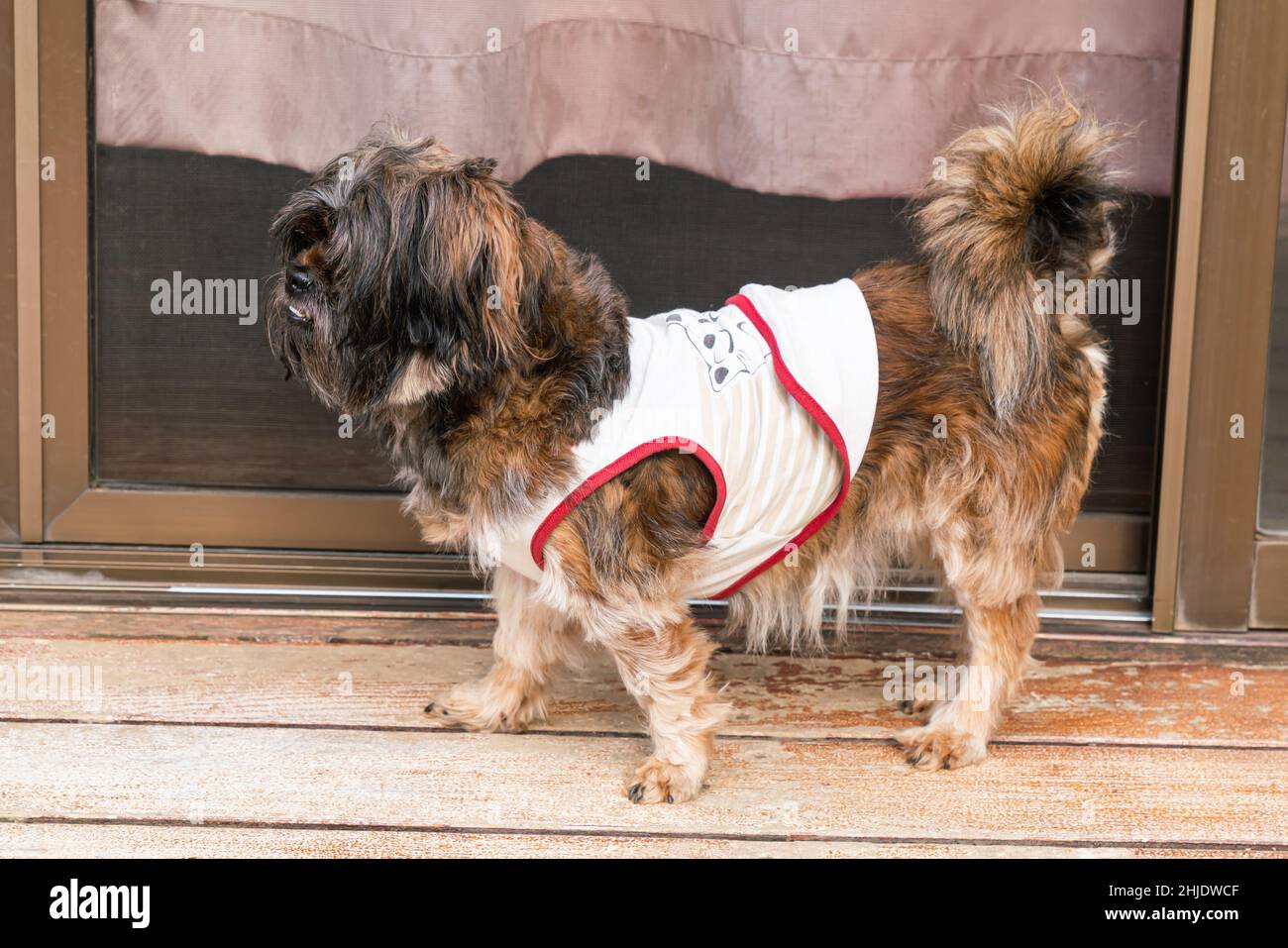 Lindo perro pequeño de raza mixta peludo que se encuentra en el suelo frente a una puerta de cristal en la temporada de invierno. Foto de stock