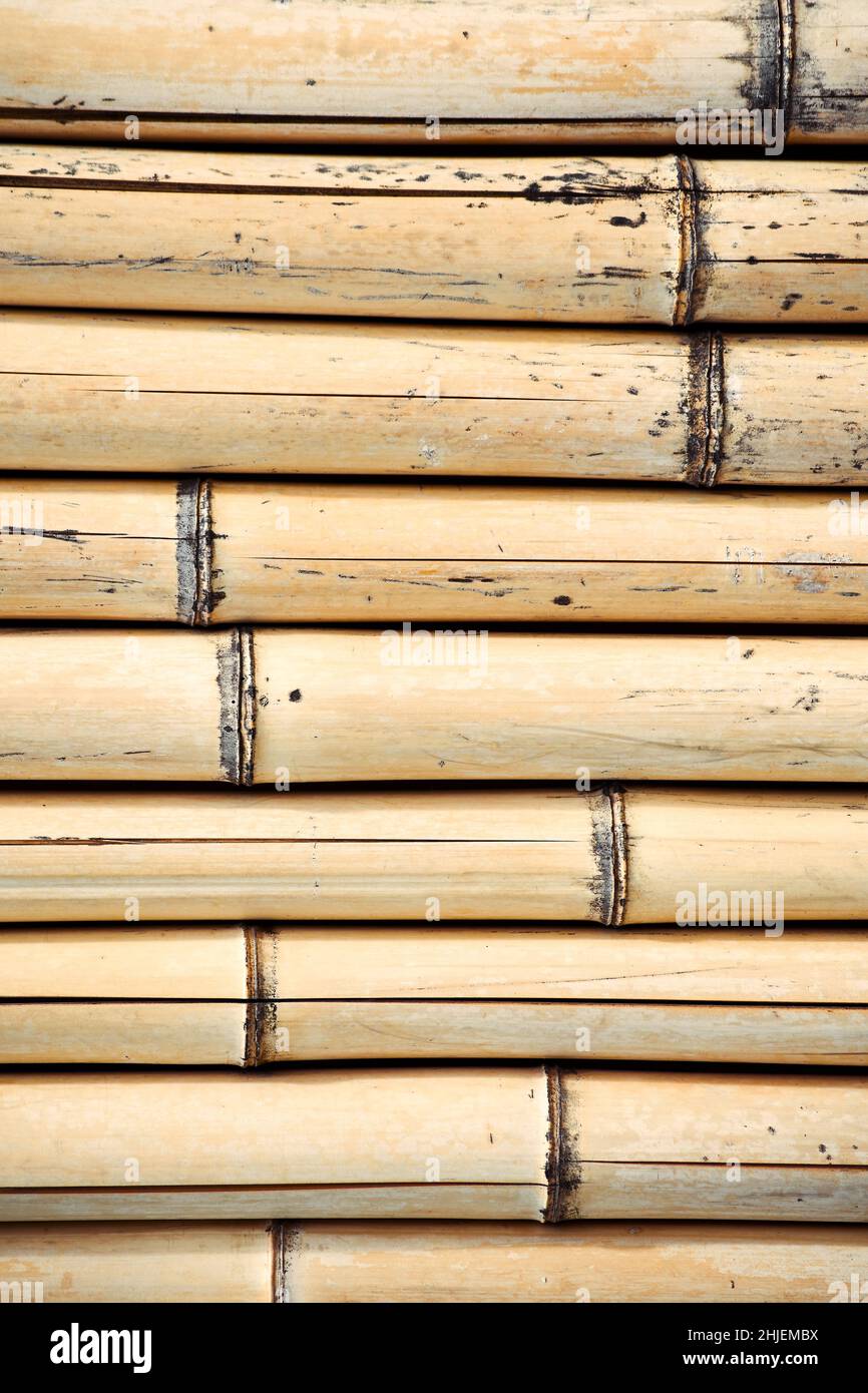 Textura vertical de troncos de bambú beige. Antecedentes y patrones de la naturaleza. Foto de stock