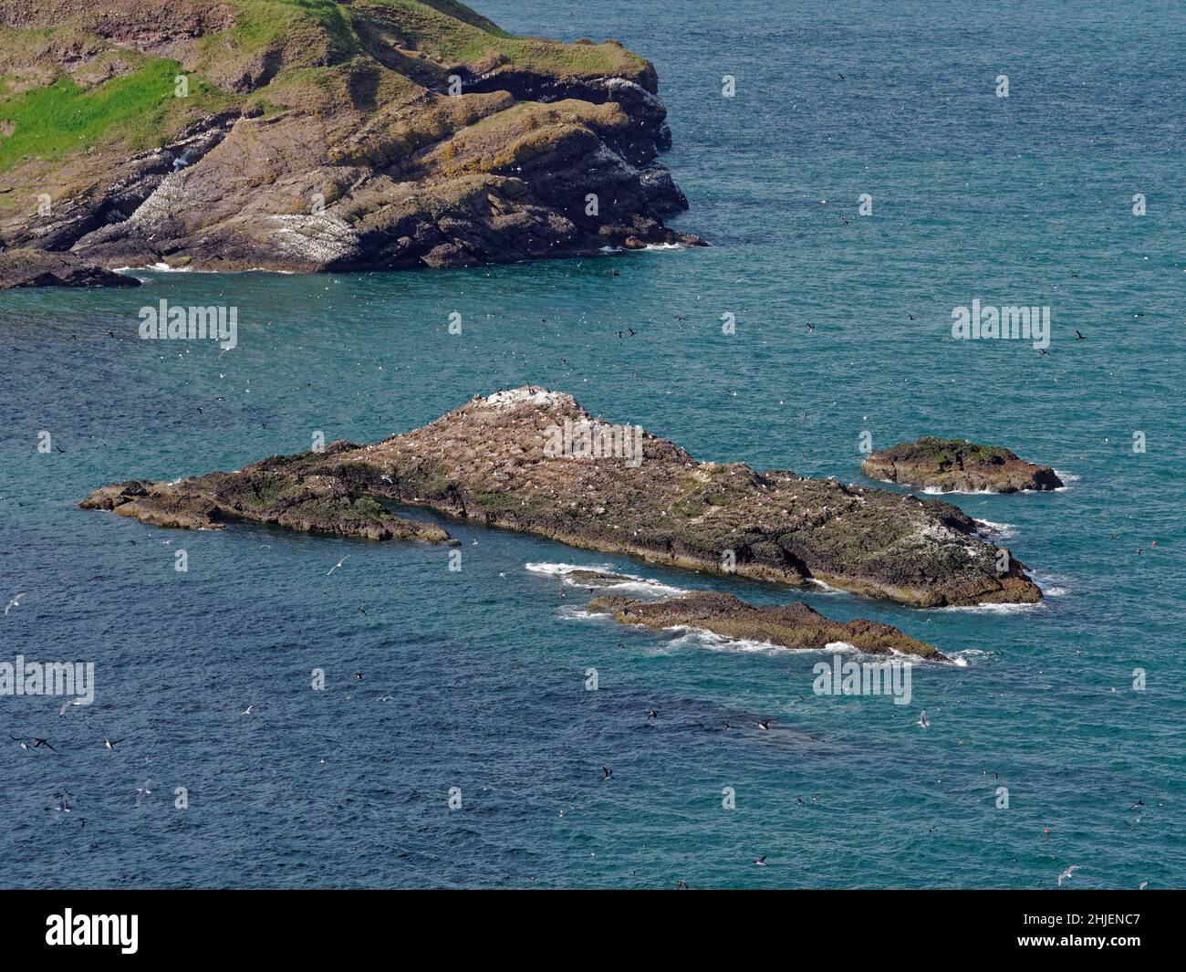 El afloramiento de Craiglethy Rock en la bahía de Trelung, cubierto de anidación y aves marinas voladoras en la reserva natural Fowlsheaugh, la costa este de Escocia. Foto de stock