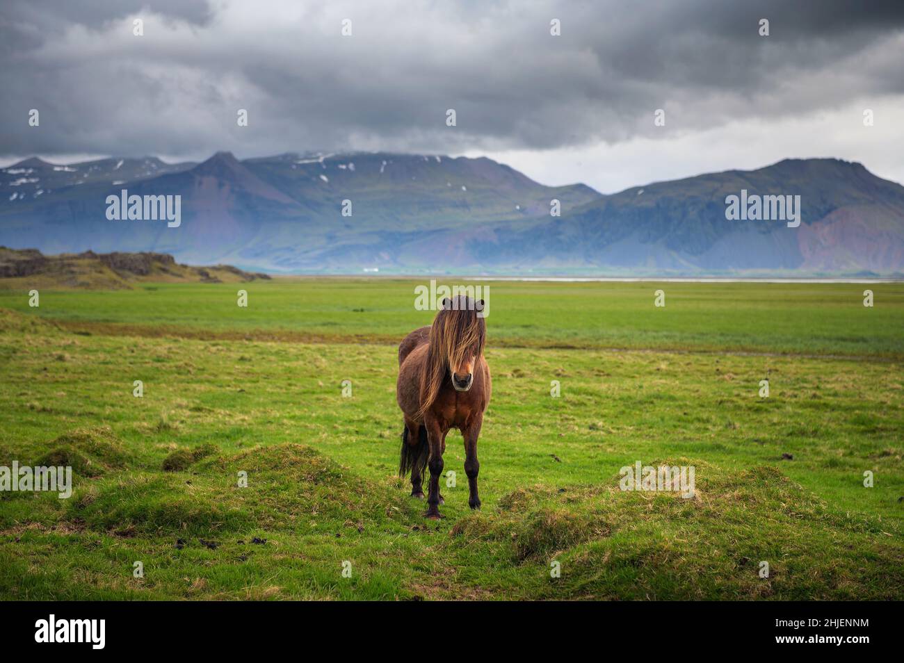 Caballo islandés en el paisaje natural escénico de Islandia Foto de stock