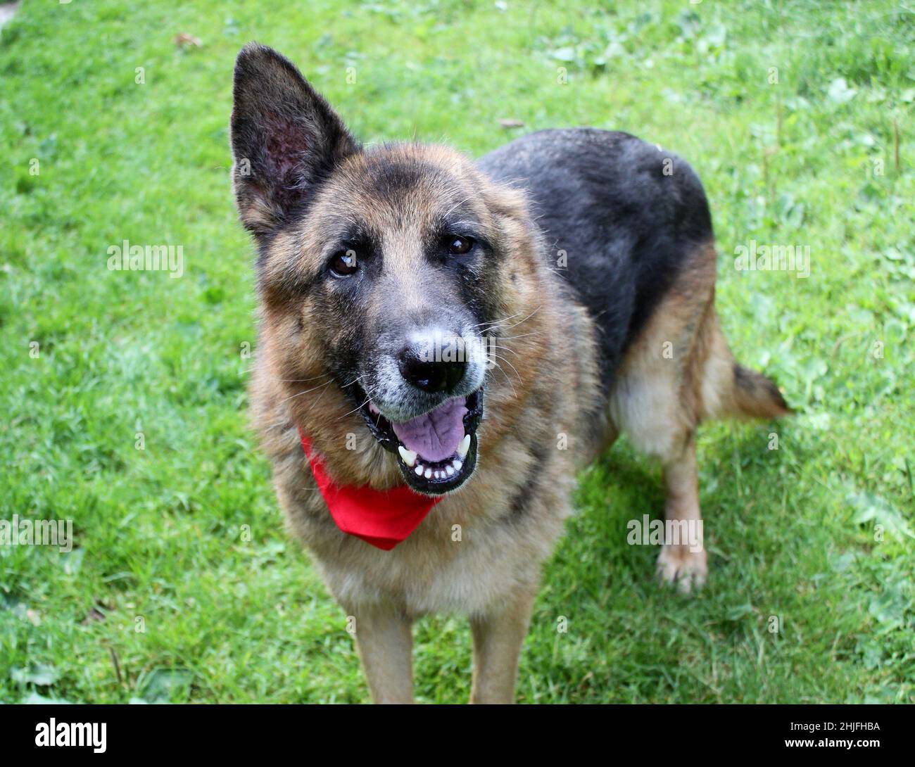 Retrato de un viejo perro pastor alemán sin un oído (después de la  amputación del oído). Un perro feliz yace en la hierba. Tiene una bandana  roja alrededor de su cuello Fotografía