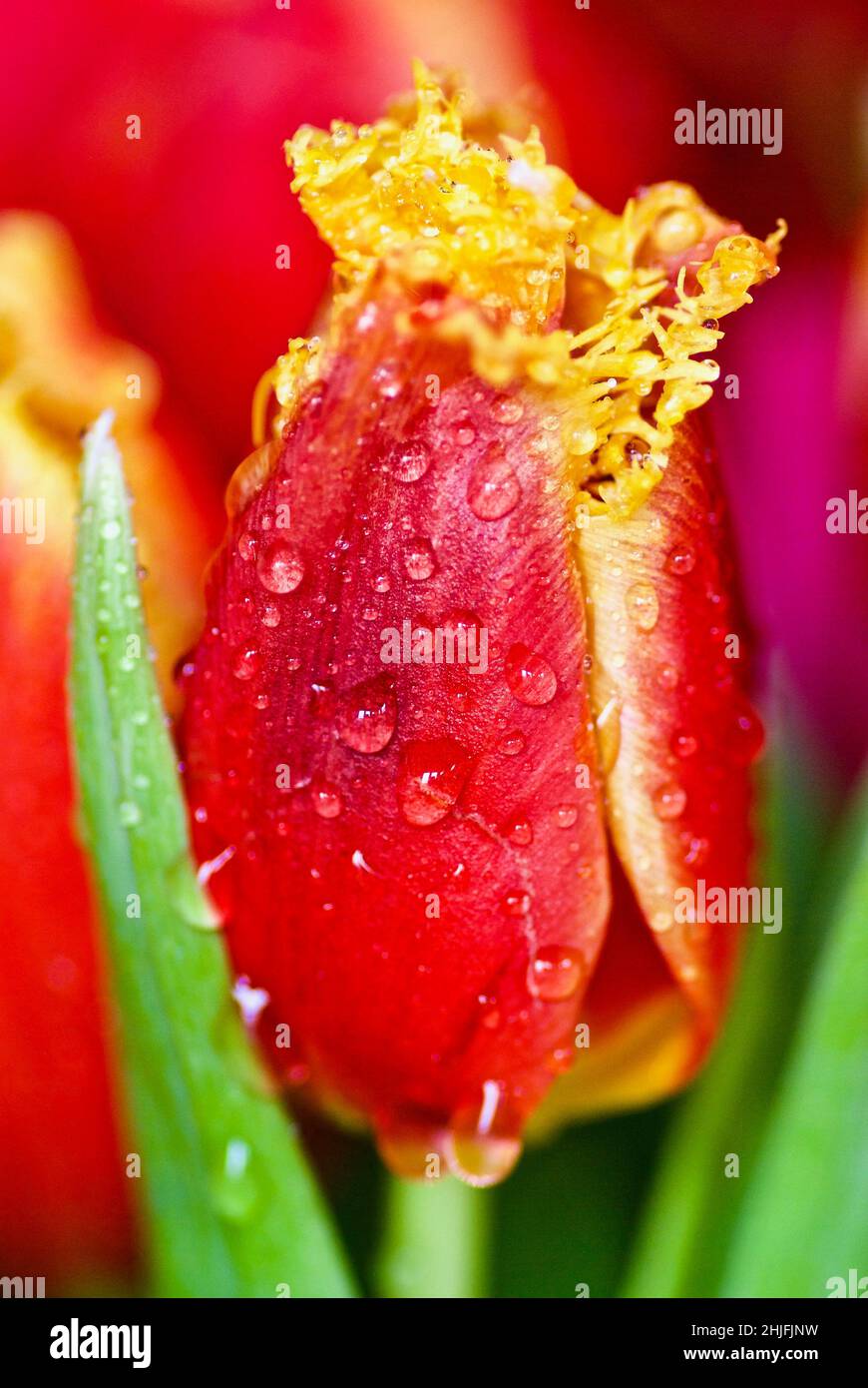 Gota de agua en flor fotografías e imágenes de alta resolución - Alamy Gota de agua en flor fotografías e imágenes de alta resolución - Alamy