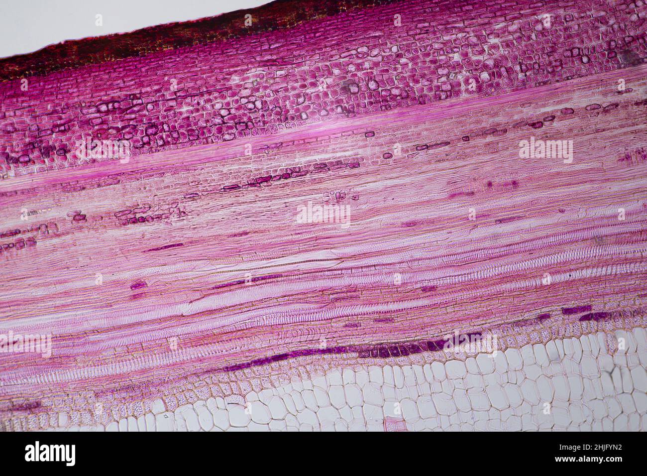 Acer STEM Sección longitudinal vista bajo un microscopio de luz Foto de stock