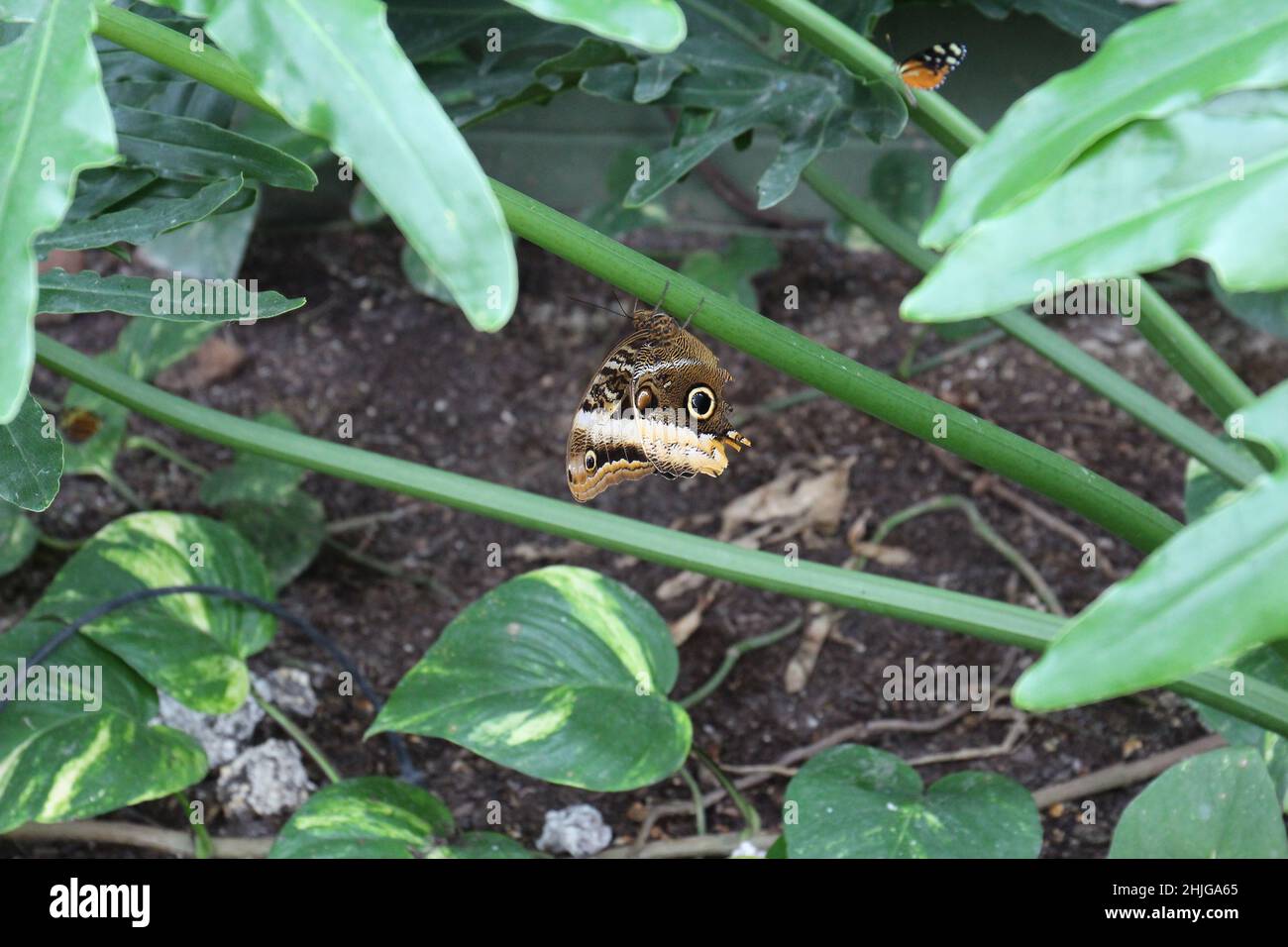Una mariposa de búho de rayas Crema colgando al revés sobre un tallo de una planta de Filodendron Foto de stock