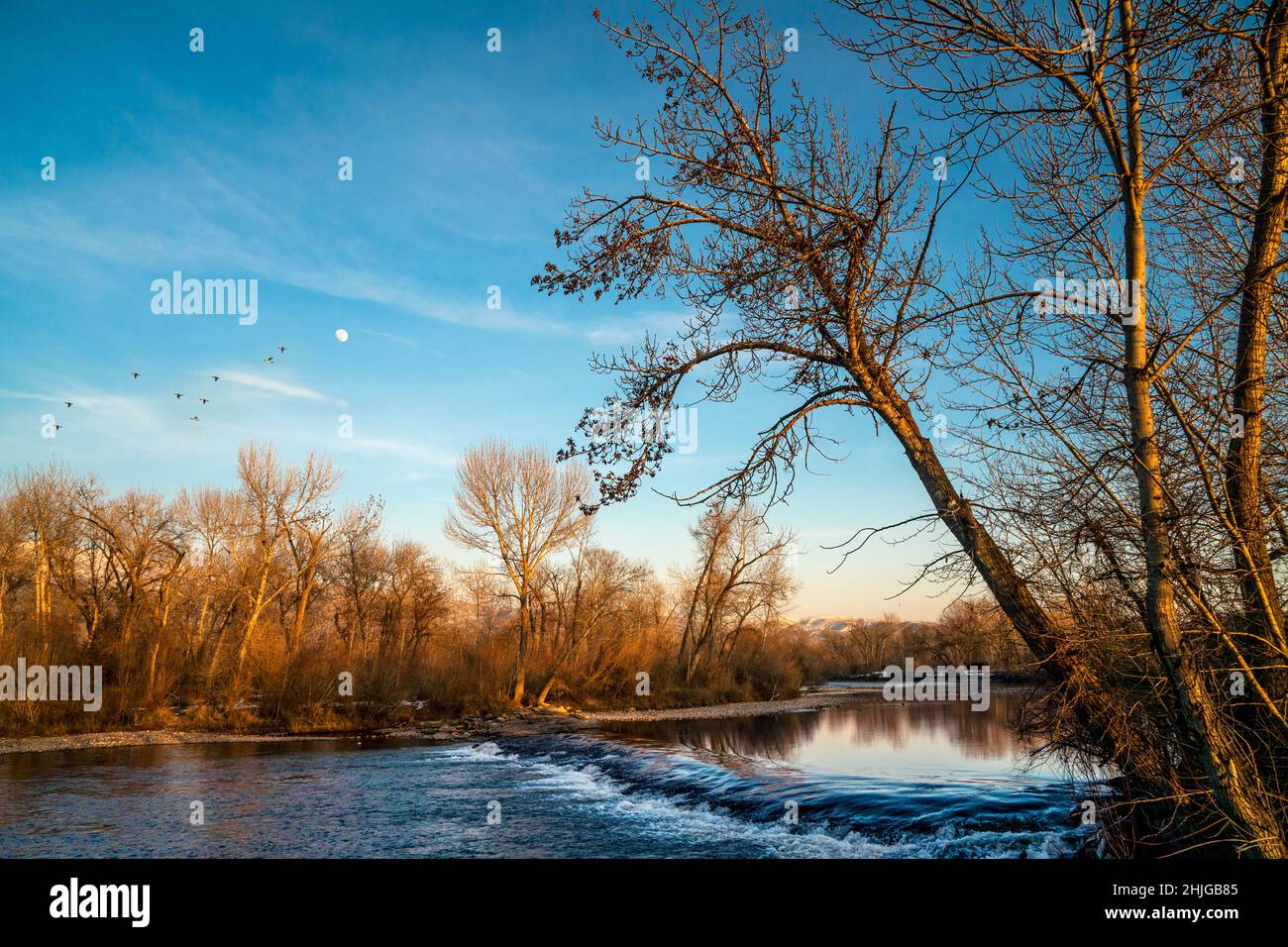 El rebaño de patos vuela por la luna gibbous encerada sobre el río Boise cerca de Barber Park a última hora de la tarde de un día de enero. Foto de stock