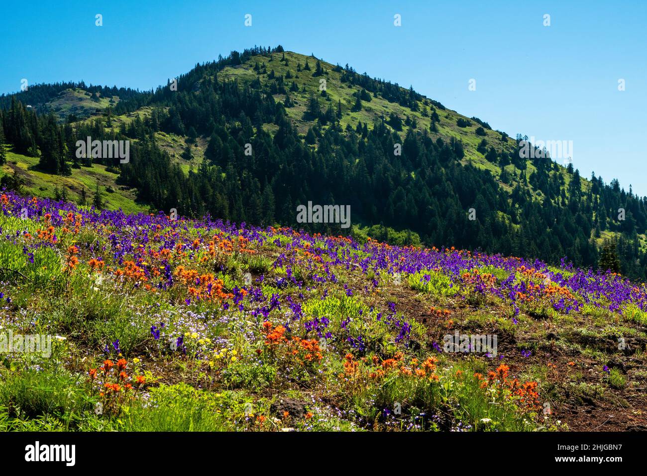 Las flores silvestres enmoquetan el prado de la montaña debajo de Cone Peak en las Montañas Cascade de Oregón. Foto de stock
