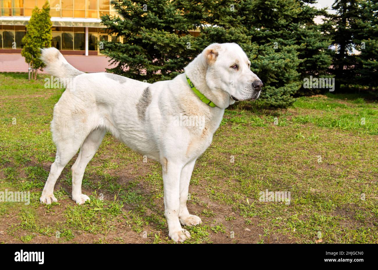 Perfil de perro pastor asiático central. El perro pastor de Asia Central  está parado en la hierba en el parque Fotografía de stock - Alamy