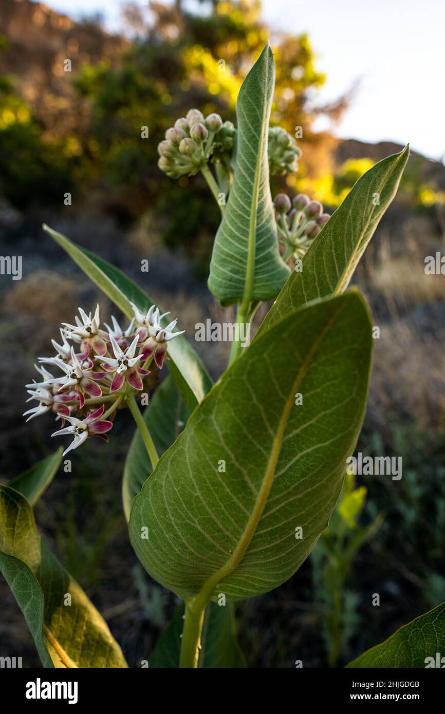 Milkweed de la estación temprana (Asclepias syriaca) comenzando a florecer cerca del lago Halverson en el condado del cañón de Idaho. Foto de stock