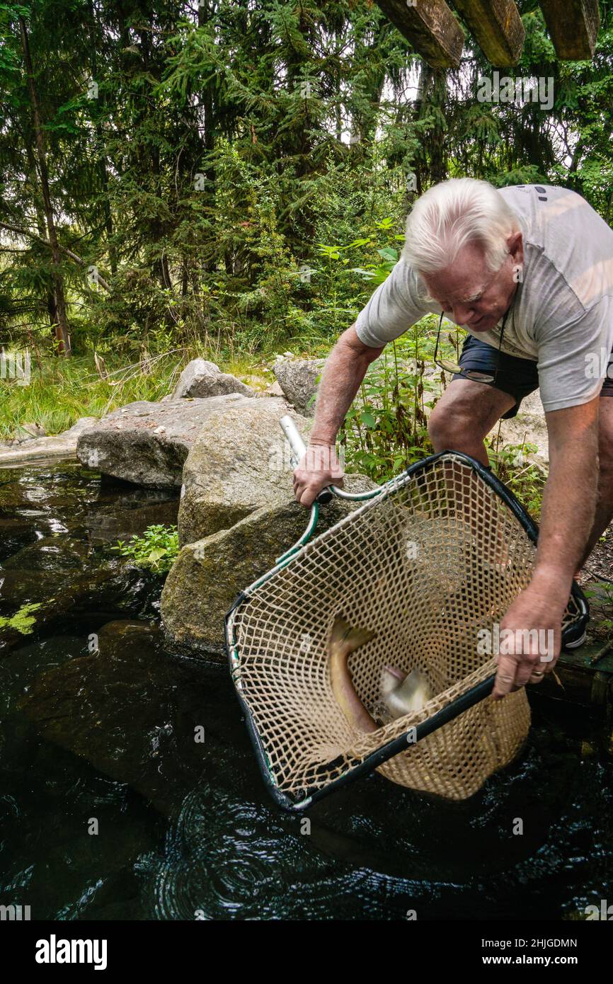 Los empleados de Idaho Fish and Game entregan el salmón de la cuenca del río Wenatchee Sockeye al 'lago alpino' de MKNC; los voluntarios de MKNC son instrumentales en la transferencia Foto de stock