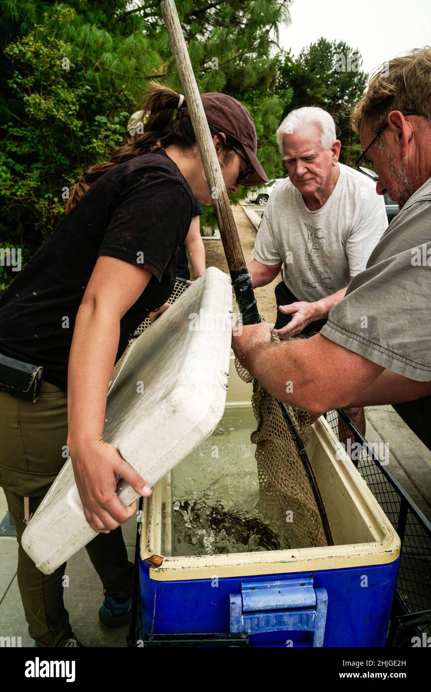 Los empleados de Idaho Fish and Game entregan el salmón de la cuenca del río Wenatchee Sockeye al 'lago alpino' MKNC; los voluntarios juegan un papel clave en el traslado Foto de stock
