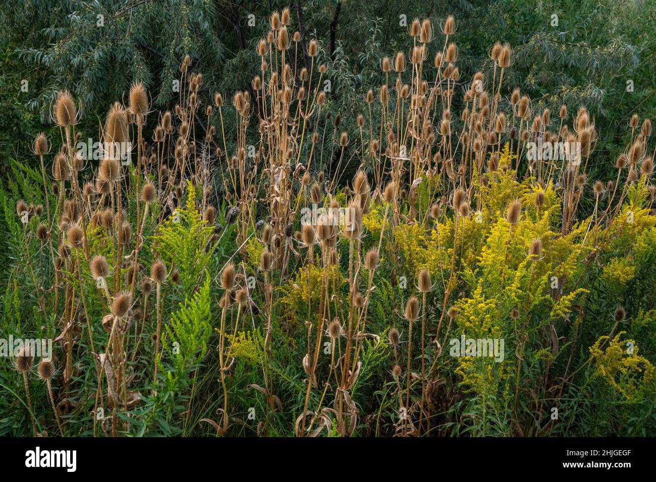 Cucharadita común (Dipsacus fullonum) con vara de oro (Solidago canadensis) y olivo ruso (Elaeagnus angustifolia) en el Parque Marianne Williams de Boise Foto de stock