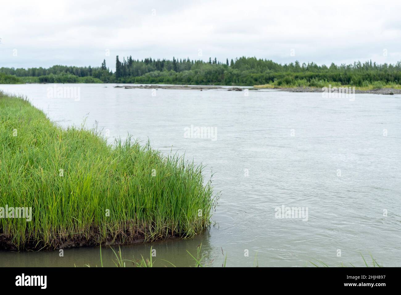 Cattailf en las orillas del río Sotony en el oeste de Alaska. Hay peces en el río. El salmón está a punto de desovar. Foto de stock