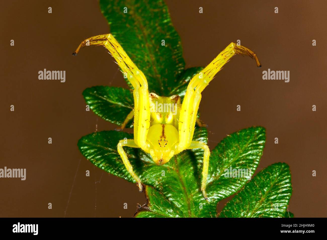 Araña de cangrejo de punta roja, Sidymella rubrosignata. Endémica de Australia. Coffs Harbour, Nueva Gales del Sur, Australia Foto de stock