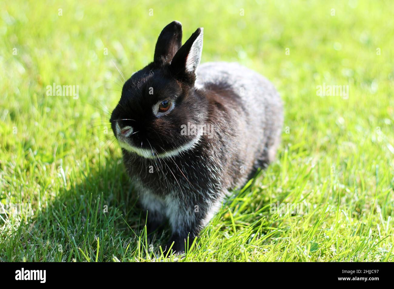 Pequeño conejo negro sobre fondo verde de hierba. Netherland Dwarf Conejo en el césped de primavera. Foto de stock