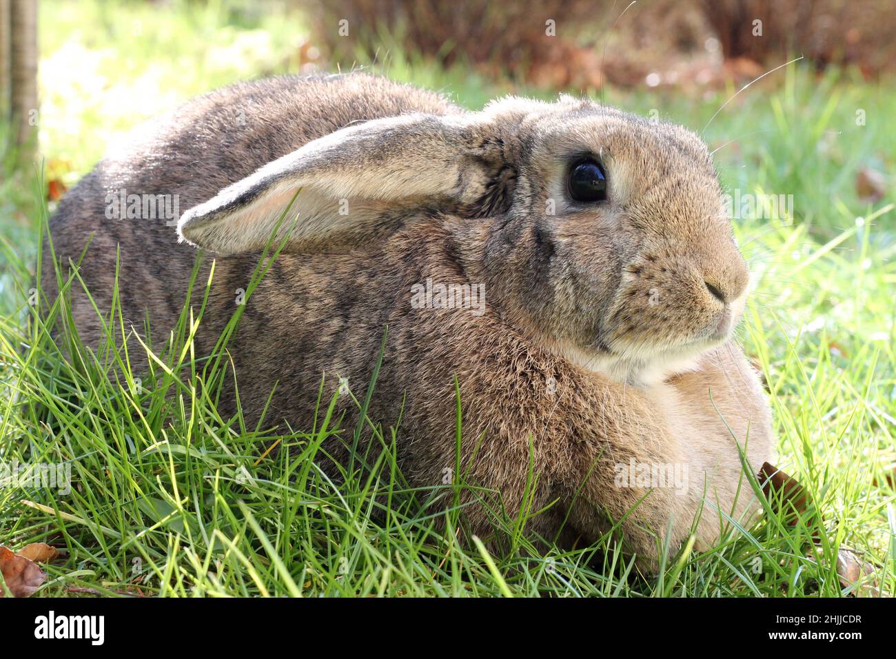 Conejo marrón lop-earred sobre fondo verde de la hierba de la primavera. Foto de stock