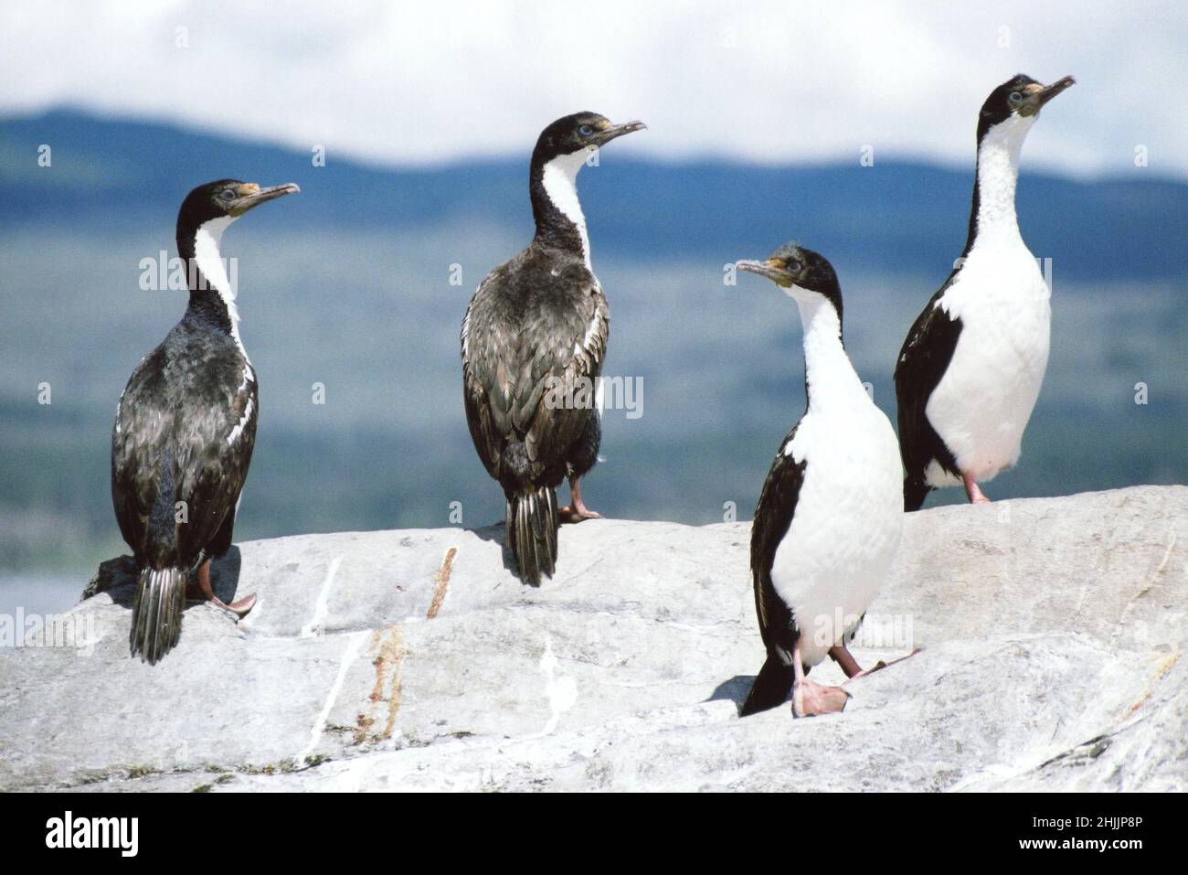 Rock Shag (Cormorant) Phalacrocorax magellanicus / Leucocarbo magellanicus Foto de stock