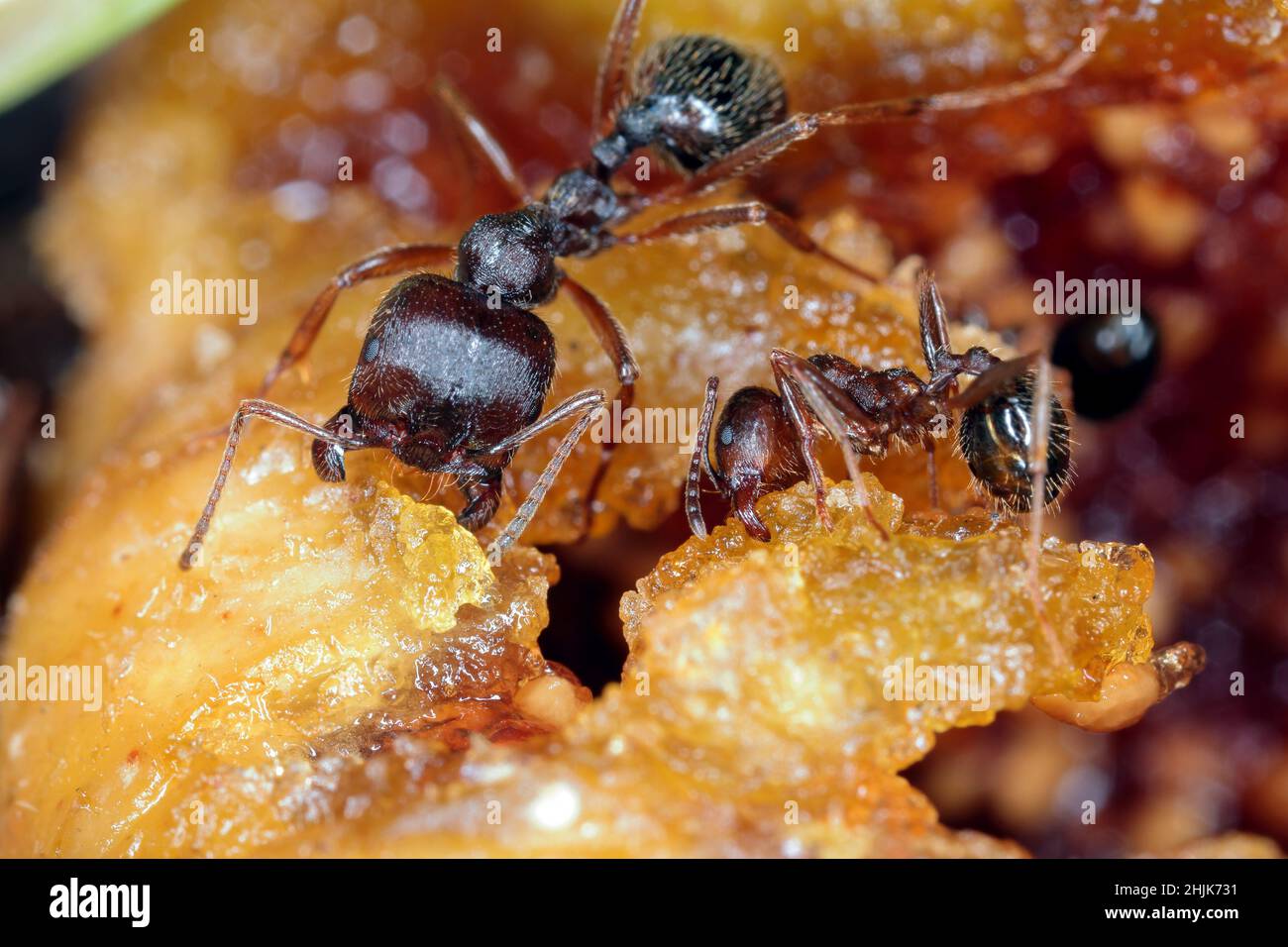 Hormigas comiendo restos de comida en la casa. Foto de stock