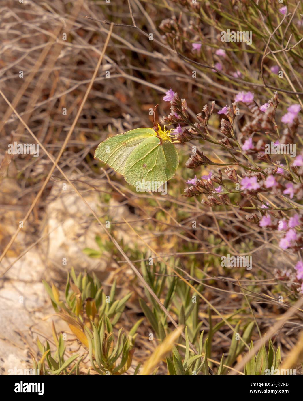 Primer plano de una mariposa Cleopatra hembra (gonepteryx cleopatra itálica) en el Parque Nacional Gargano, Apulia, Italia; protección ambiental libre de pesticidas Foto de stock